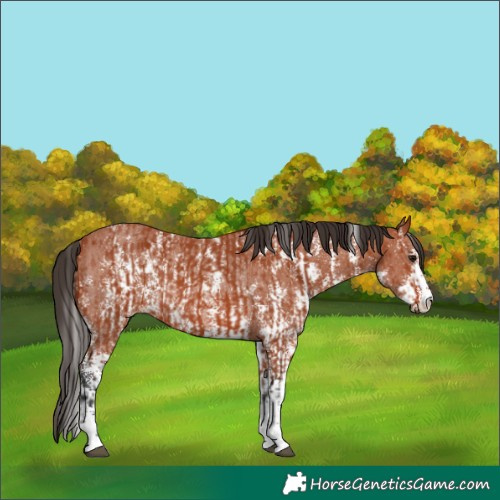 Horse Color:Bay Sabino Rabicano and Bay Sabino Rabicano