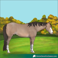 Horse Color:Amber Champagne 