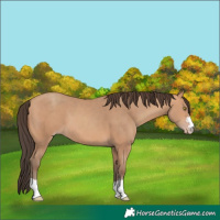 Horse Color:Amber Champagne