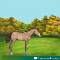 Horse Color:Amber Champagne 