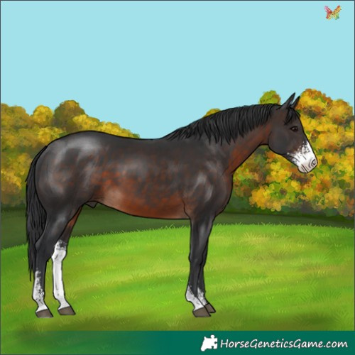 Horse Color:Brown Sabino 