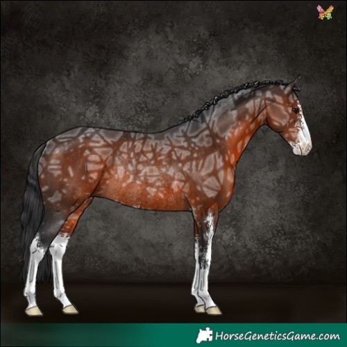 Horse Color:Brown Ice Sabino Rabicano 
