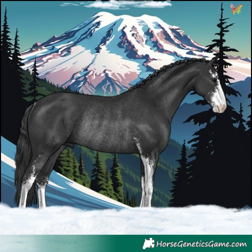 Horse Color:Black Sabino Rabicano 