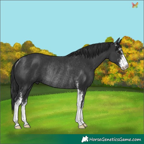 Horse Color:Black Sabino Rabicano