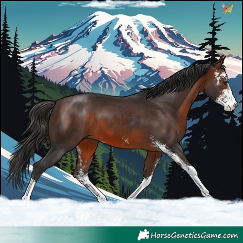 Horse Color:Brown Sabino 