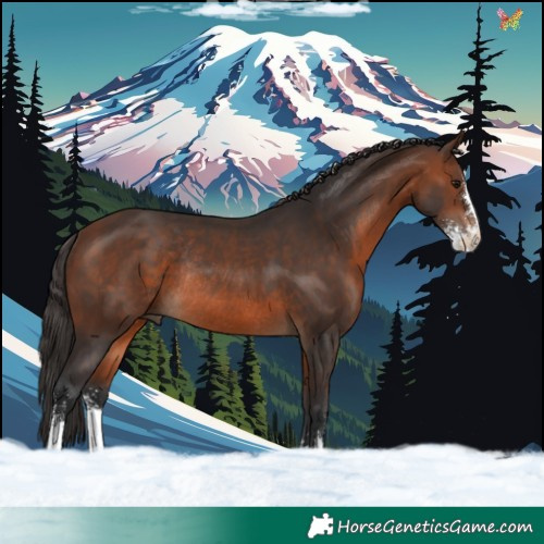 Horse Color:Brown Sabino Rabicano 