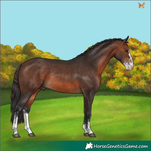 Horse Color:Brown Sabino Rabicano 