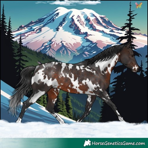 Horse Color:White Spotted Brown Rabicano 