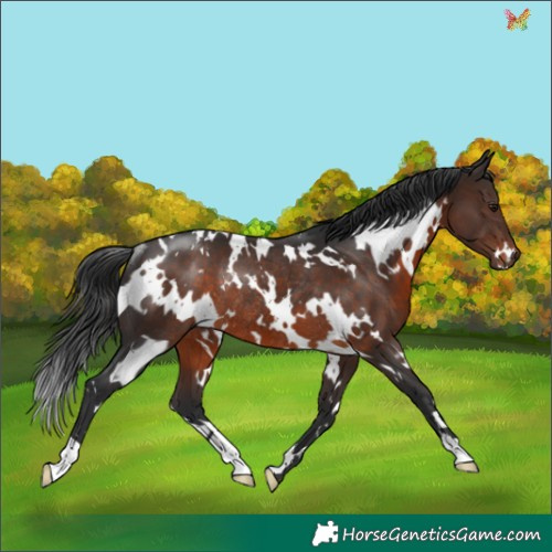 Horse Color:White Spotted Brown Rabicano 