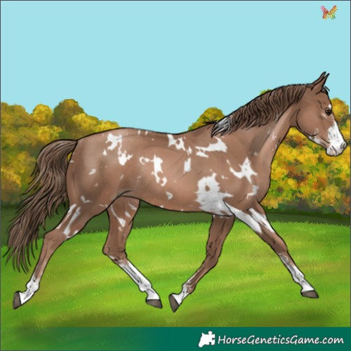 Horse Color:White Spotted Black Pearl Sabino Rabicano 