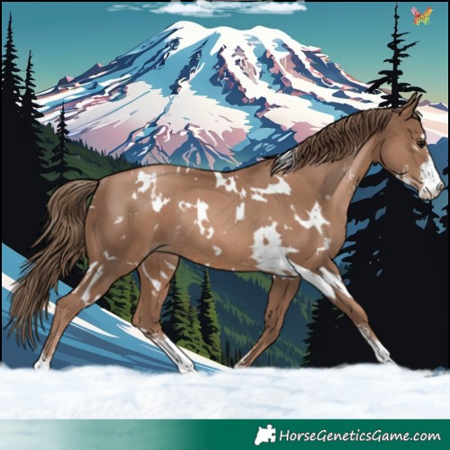 Horse Color:White Spotted Black Pearl Sabino Rabicano 