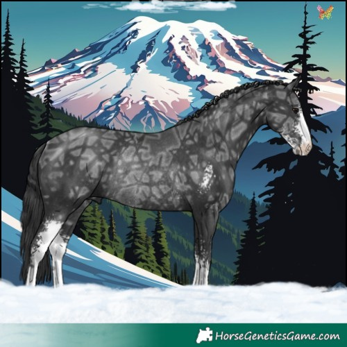 Horse Color:Black Ice Sabino Rabicano 