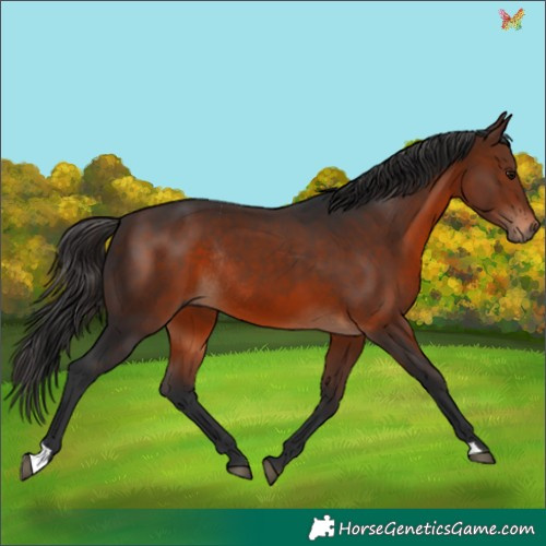 Horse Color:Brown Rabicano 