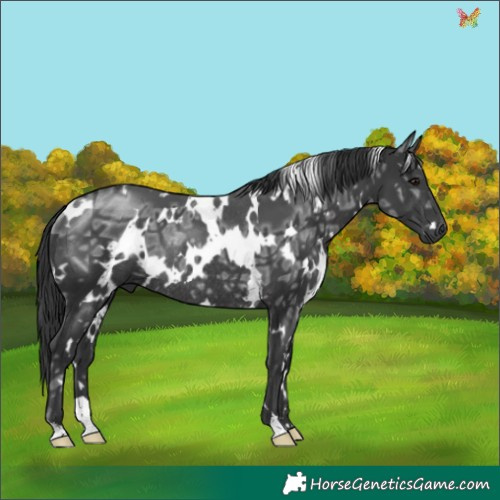 Horse Color:White Spotted Black Ice Rabicano 