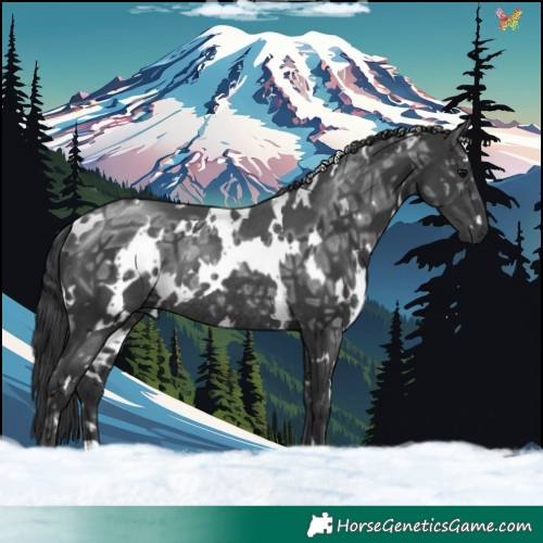 Horse Color:White Spotted Black Ice Rabicano 