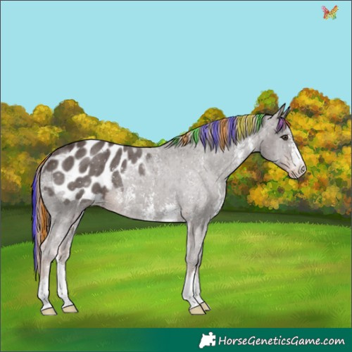 Horse Color:Painted Liver Chestnut Sabino Appaloosa 