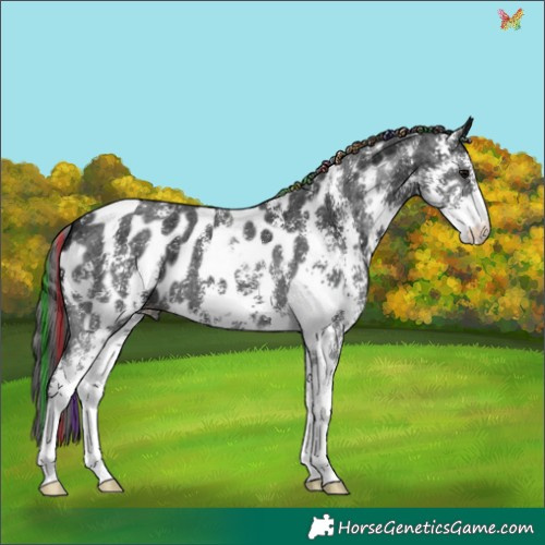 Horse Color:Painted Black Ice Sabino Appaloosa 