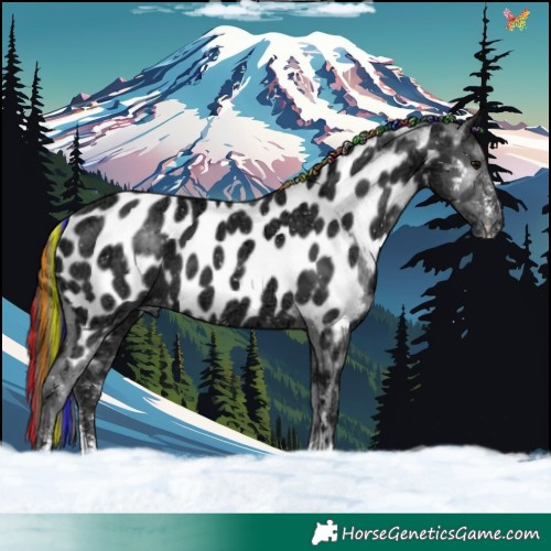 Horse Color:Painted Black Ice Sabino Appaloosa 