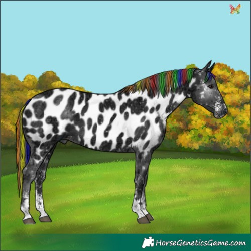 Horse Color:Painted Black Ice Sabino Appaloosa 