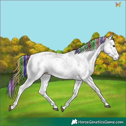 Horse Color:Painted Liver Chestnut Sabino Appaloosa 