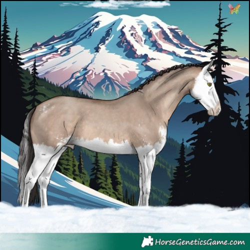 Horse Color:Sable Champagne Dun Sabino Splash 