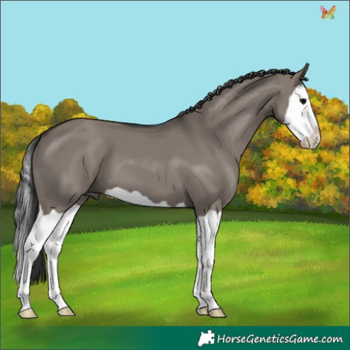 Horse Color:Grullo Splash 