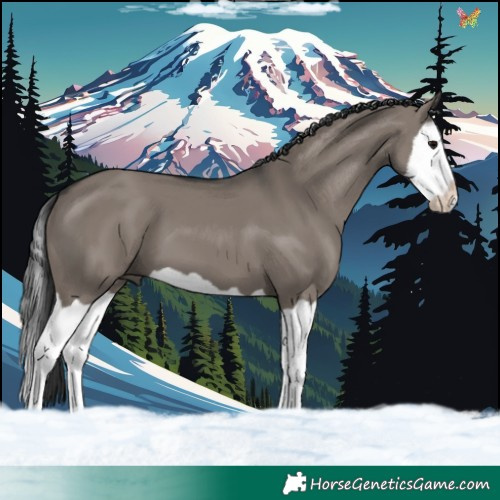 Horse Color:Grullo Splash 