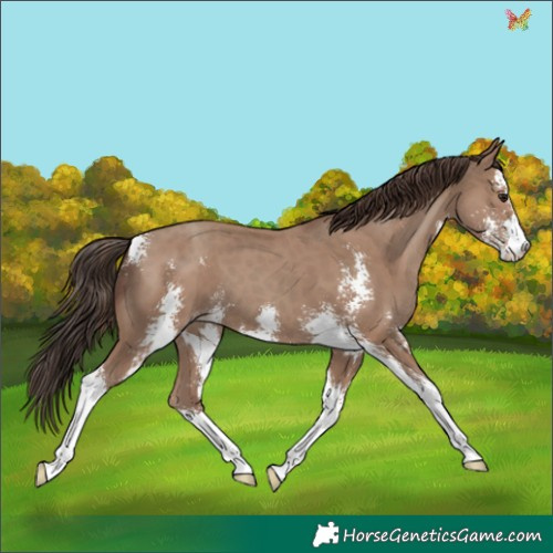 Horse Color:Classic Champagne Sabino 