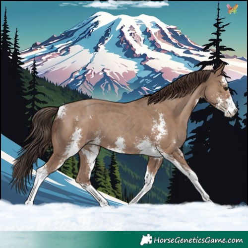 Horse Color:Classic Champagne Sabino 