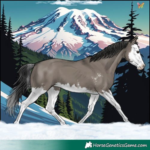 Horse Color:Grullo Sabino Splash 