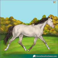Horse Color:Sable Champagne Dun 