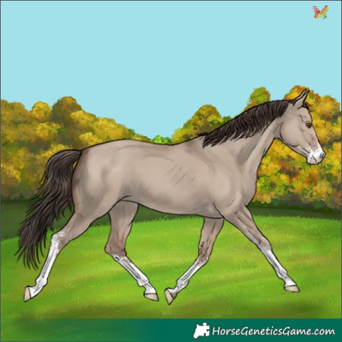 Horse Color:Classic Champagne Dun Sabino 