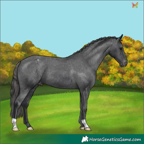 Horse Color:Black Appaloosa 