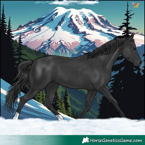 Horse Color:Black 