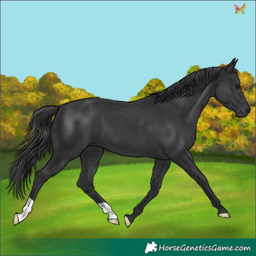 Horse Color:Black 