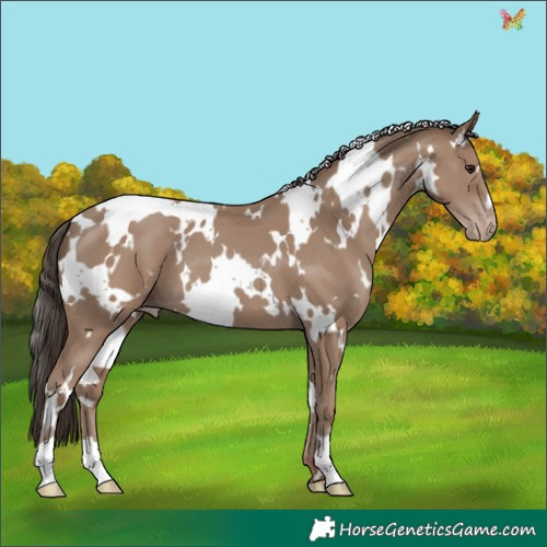 Horse Color:White Spotted Classic Champagne 