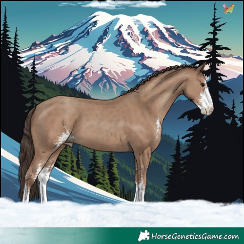 Horse Color:Classic Champagne Sabino 