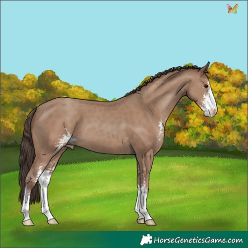 Horse Color:Classic Champagne Sabino 