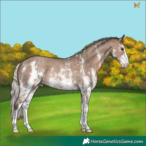 Horse Color:Silver Brown Dun Sabino Rabicano 