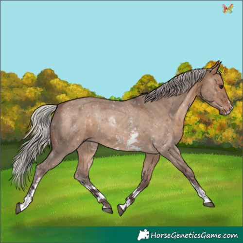 Horse Color:Silver Brown Dun Sabino 