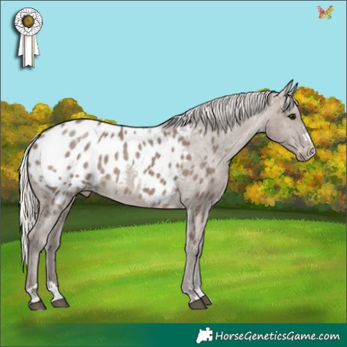 Horse Color:Silver Grullo Appaloosa 