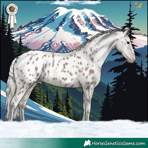 Horse Color:Silver Grullo Appaloosa 