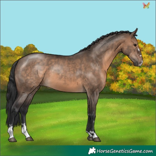 Horse Color:Brown Dun 
