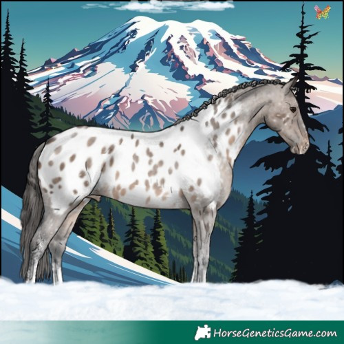 Horse Color:Brown Dun Sabino Appaloosa 