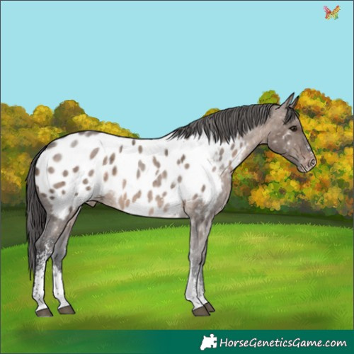 Horse Color:Brown Dun Sabino Appaloosa 