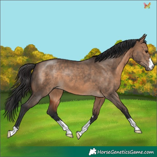 Horse Color:Brown Dun 