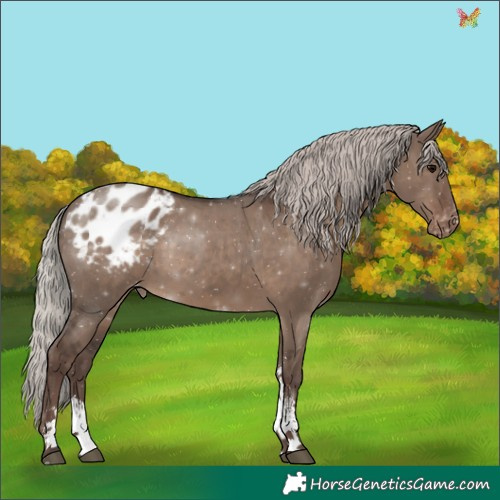 Horse Color:Silver Grullo Sabino Appaloosa 