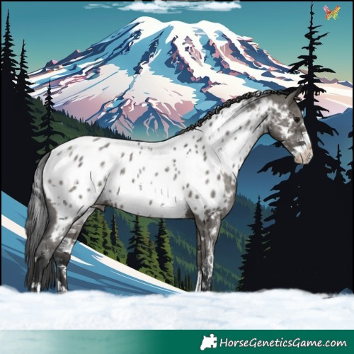 Horse Color:White Spotted Grullo Sabino Appaloosa 