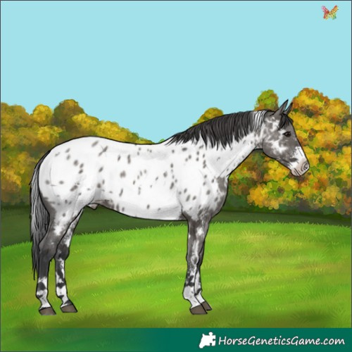 Horse Color:White Spotted Grullo Sabino Appaloosa 