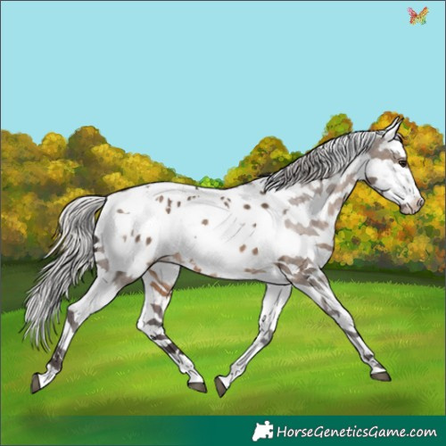 Horse Color:Silver Brown Dun Sabino Appaloosa 
